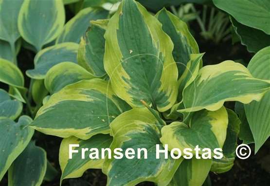 Hosta Snickers' Surprise